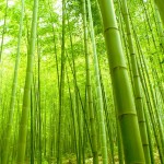 bamboo_4