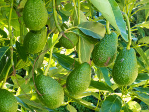 Closeup of cultivated ripe avocado fruits, Persea americana, hanging heavily from tree ready to be harvested as an agricultural crop