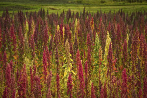 Quinoa plantations in Chimborazo, Ecuador, South America